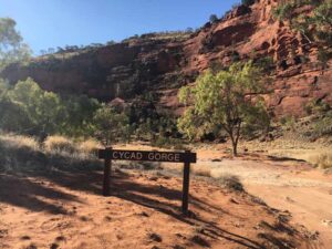 Real-4x4-Adventures-Cycad-Gorge-Palm-Valley