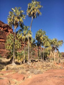 Real-4x4-Adventures-Palm-Valley-Northern-Territory-Simpson-Desert-trip-2018