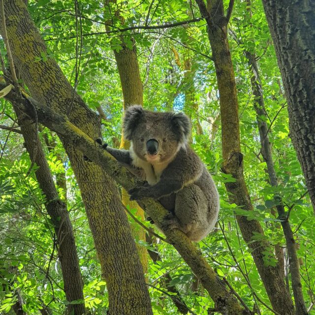 A pretty big wow moment seeing a koala in the wild 🙂