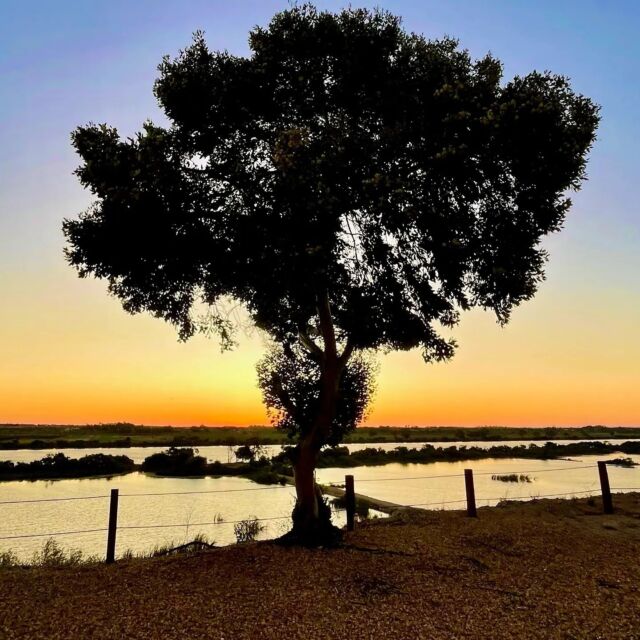 We could get use to the sunsets on the Murray River 😍